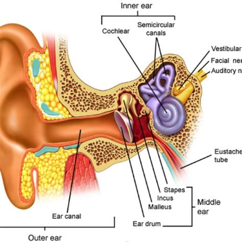 1 Shows The Basic Anatomy Of The Human Ear It Consists Of Three Main