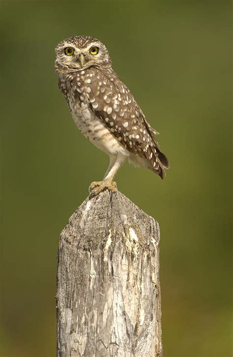 Burrowing Owl Athene Cunicularia Adult Photograph By Pete Oxford Fine