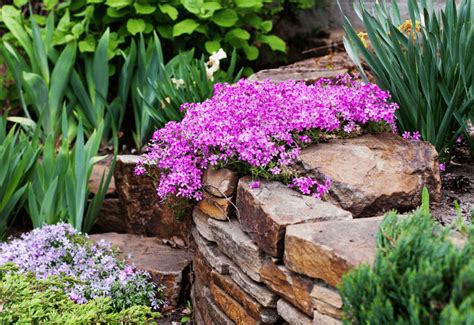 15 Beautiful Ground Cover Plants With Purple Flowers Gardening Chores
