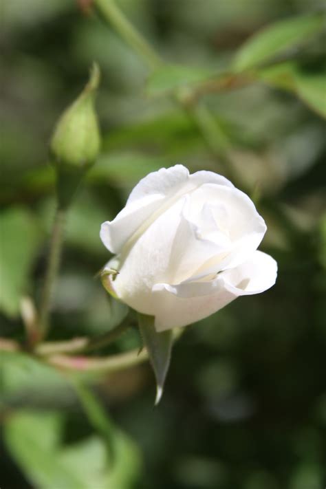 Delicate White Rose Free Stock Photo Public Domain Pictures