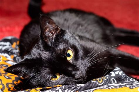 Bombay Cat The Ultimate Guide To Their History Types Characteristics
