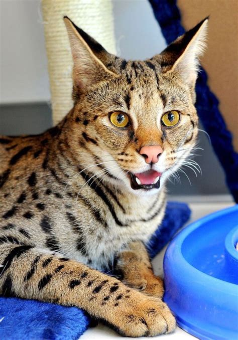 A savannah cat in habitat if you want to make a savannah cat of your very own, here's how you do it: Savannah | Savannah cat, Savannah chat, Cat breeds