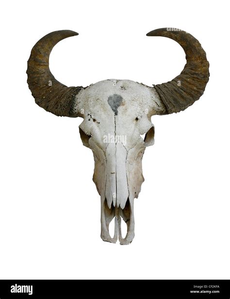 Cow Skull Side View