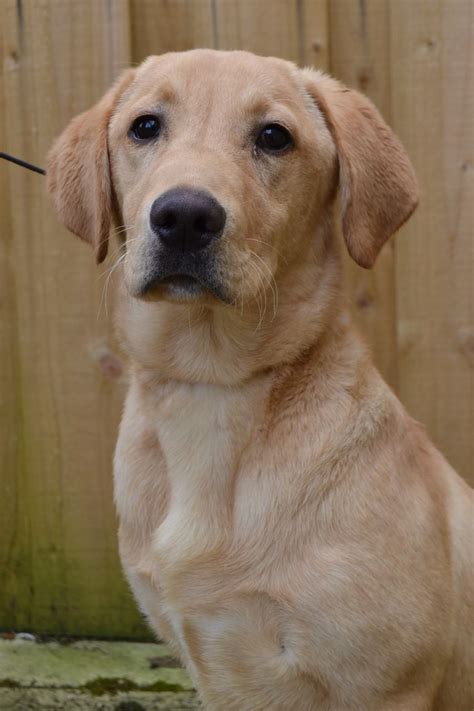This offer is valid through june 30, 2021. KC Pet Trained Male Golden Labrador For Sale | Sheffield ...