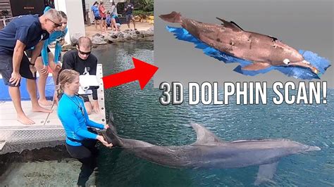 Dolphins Drones And 3d Scanning Dolphin Quest Oahu Youtube