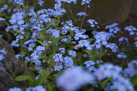 Flower Growing Zones Little Blue Flowers
