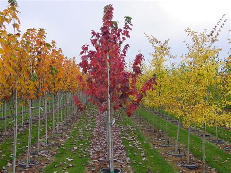 Acer Rubrum Autumn Spire The Site Gardener