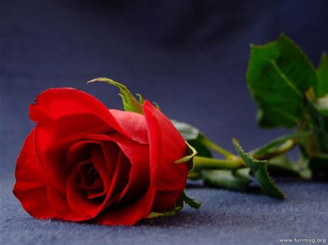 Romantic Red Roses Pictures 33 Photos