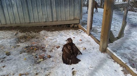 A Hawk In My Chicken Coop Rpics