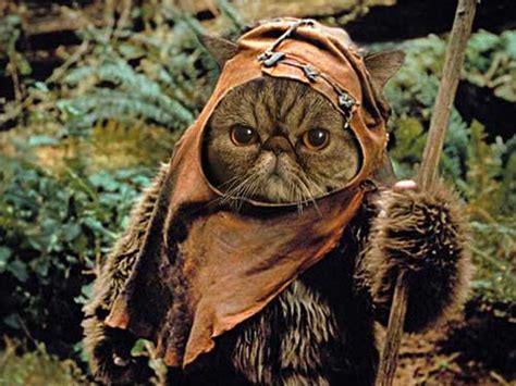 Star Wars Cats Gallery