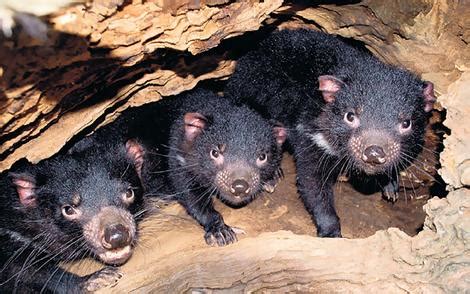 We did not find results for: Tasmanian Devil | ManTab Jaya Blog