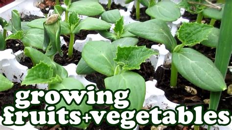 Many people don't know how to grow vegetables or how to grow fruit trees in their homes. Growing Fruits And Vegetables Garden Update - Green ...