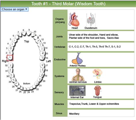 How Your Teeth Are Linked To Your Energy Meridians Meridian Tooth Chart