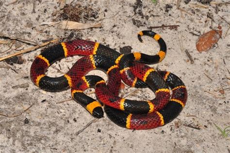 Eastern Coral Snake Facts And Pictures Reptile Fact