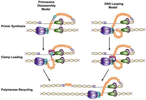 viruses free full text coordinated dna replication by the bacteriophage t4 replisome