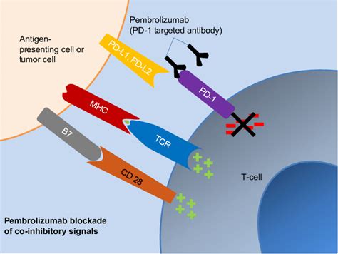 Kras突变非小细胞肺癌pembrolizumab反应优于pd L1 医学百科