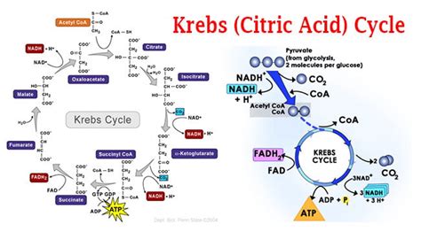 Krebs Citric Acid Cycle Steps By Steps Explanation Online