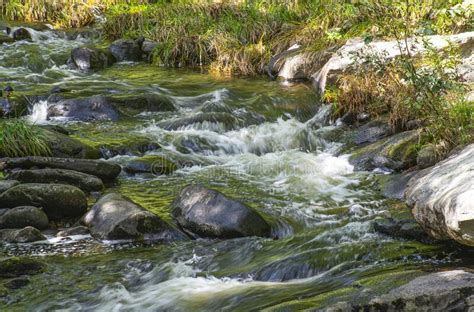 An Stream Fowing Through The Wilderness Of New England Stock Image