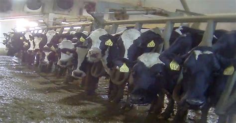 Dairy Industry Forced To Pay 52m For Prematurely Killing Cows Mercy