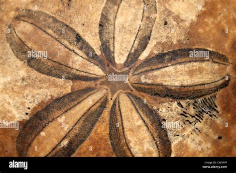 Keyhole Sand Dollar Mellita Post Pleistocene Stock Photo Alamy