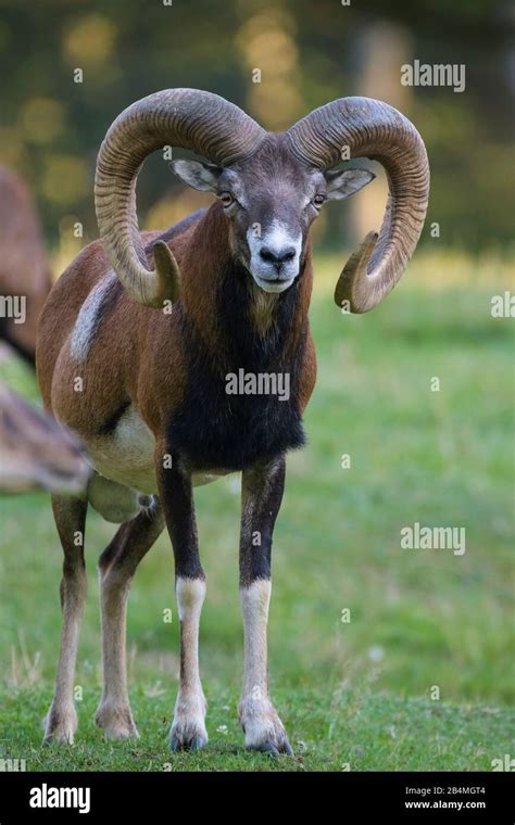 Mouflon Ovis Musimon Ram Stock Photo Alamy