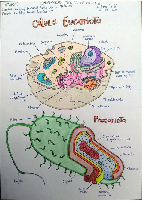 Células Eucariota Y Procariota Partes Apuntes De Biología Docsity