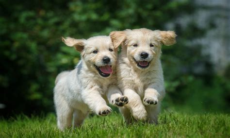 The socialization period is a developmental stage of all puppies that lasts from 3 weeks through approximately 14 weeks, sometimes a little longer. Puppy Socialization During Covid-19: Drop-Off Classes ...