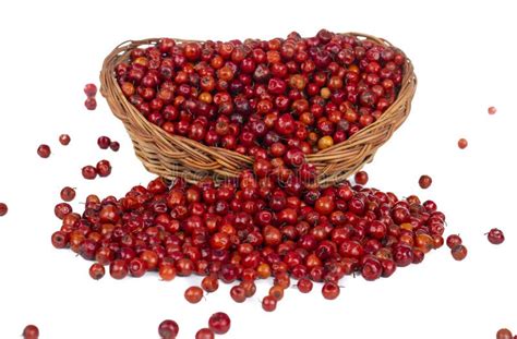 Indian Fruit Red Berry On White Background Stock Image Image Of Bore