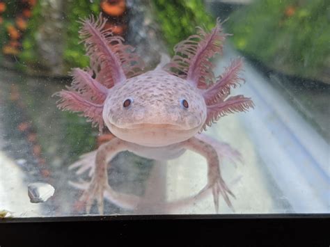Why Are My Axolotl S Gills Degrading Caudata Org Newts And