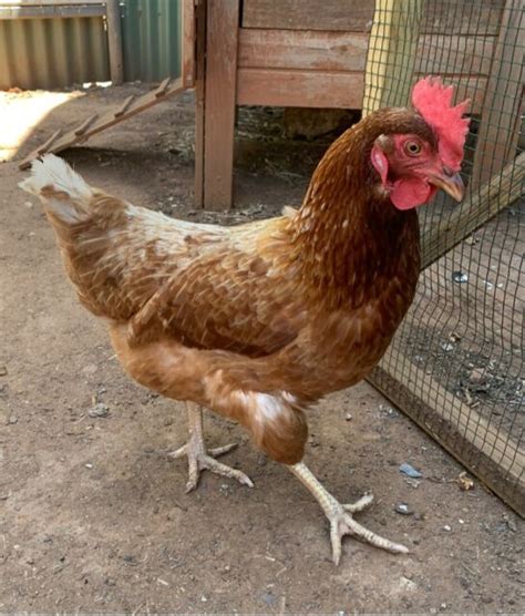 Download Free Laying ISA Brown chicken | Birds | Gumtree Australia ...