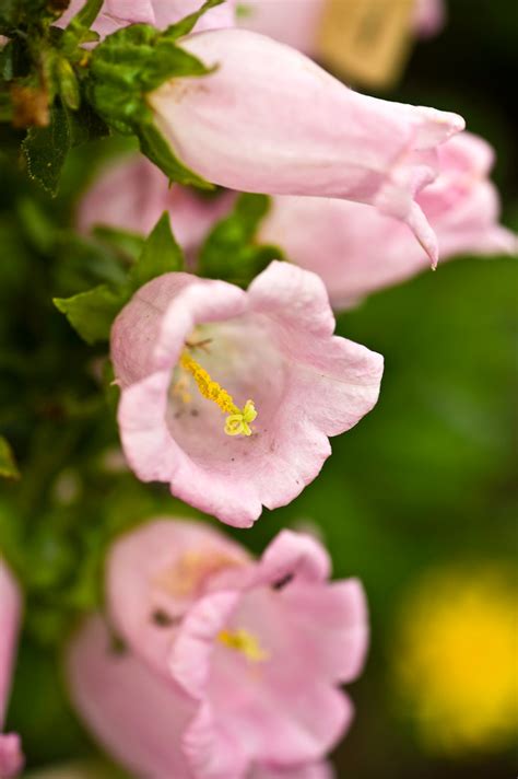 Pink Bell Flowers Campanula Medium Copyright © Daniel Ruy Flickr