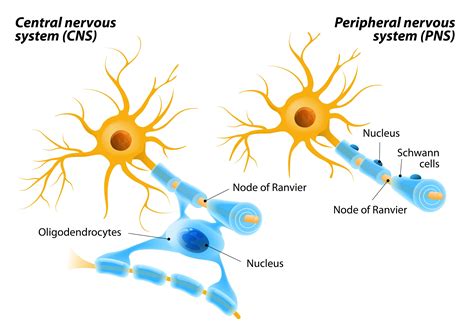 Central nervous system the central nervous system (cns) consists of the spinal cord and the brain. 3 Types of Neurons (Plus Facts About the Nervous System)