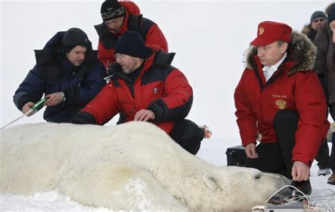 Russian Arctic Town Overrun By Polar Bears Eye On The Arctic