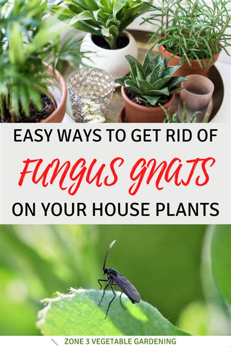How To Get Rid Of Fungus Gnats For Good Artofit