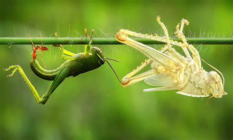 Illustration about line drawing of a grasshopper/insect. Patience grasshopper: Insect caught carefully shedding ...