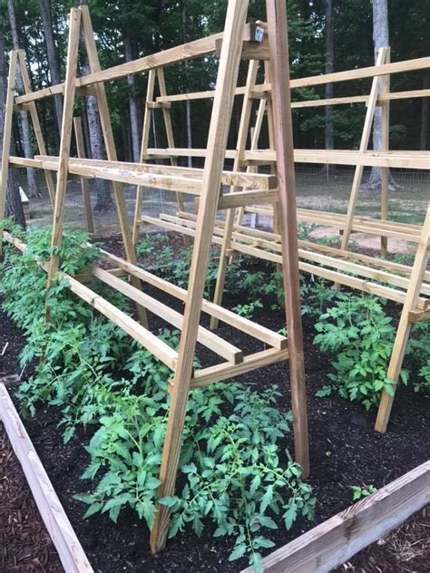 Check spelling or type a new query. tomato trellis | Horta