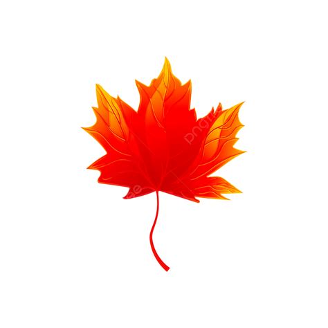 Fall Maple Leaves In Autumn Fall Maple Leaves Fall Maple Fall Png