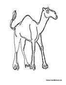 Camel Coloring Pages