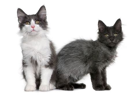 Best Seated Gray And White Norwegian Forest Cat Stock Photos Pictures And Royalty Free Images