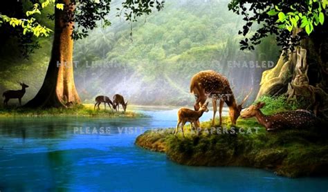 Nature Animals Forest Amazing Wallpapers