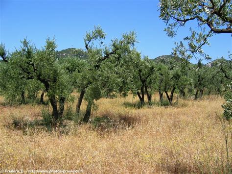 The shooting gallery >> indiana's girls hoopsters lighting it up from deep. l'olivier, symbole de la Provence et source de l'huile d'olive