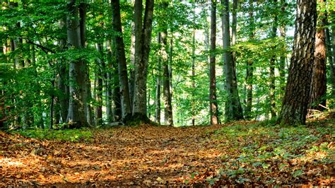Free Images Tree Trail Sunlight Leaf Autumn Holiday Season