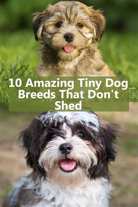 10 Amazing Tiny Dog Breeds That Dont Shed Best Small Dogs Dog