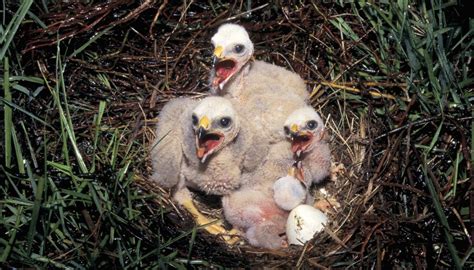 How long do chickens lay eggs? The Characteristics of an Eagle Bird | Our Pastimes