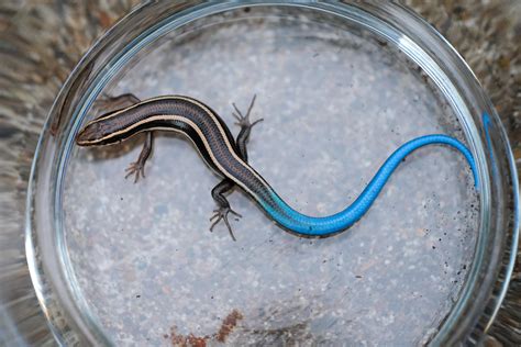 Western Skinks Are Out One Of The Areas Native Lizards And Worth
