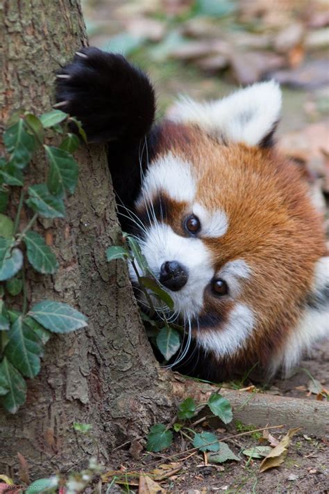 338 Best Images About Red Panda On Pinterest Animal Photography