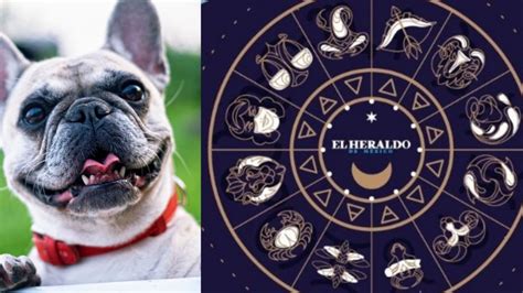 ¡toma nota estas son las razas de perros según los signos del zodiaco el heraldo de méxico