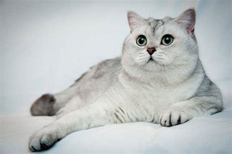 A Fun Collection Of Facts About British Shorthair Cats Cole And Marmalade