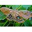 Polyphemus Moth Cocoon Antheraea  Kim Smith Films