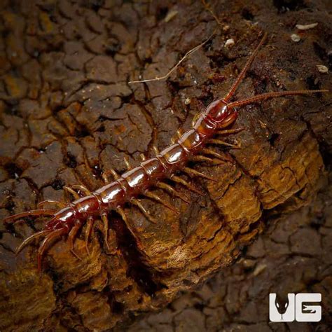 Stone Centipede Lithobius Sp For Sale Underground Reptiles